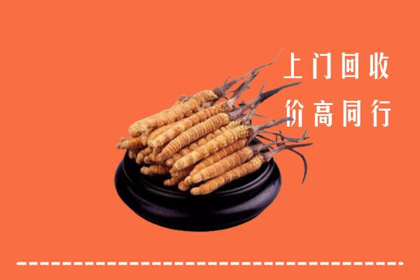 梅州回收散虫草